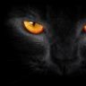 Black Cat