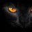 Black Cat